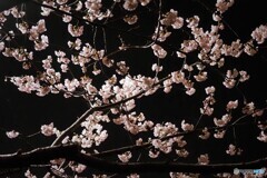 オオカンザクラ夜桜～ⅲ