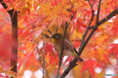 紅の中でー②