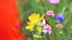 花々の中で、、、。