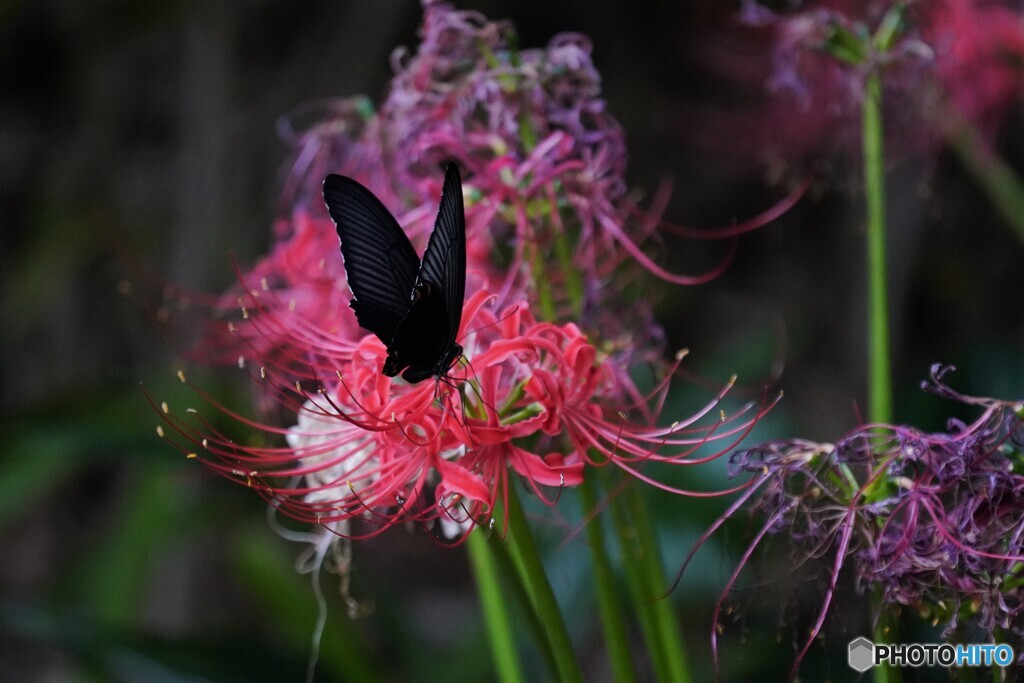 残花に舞う