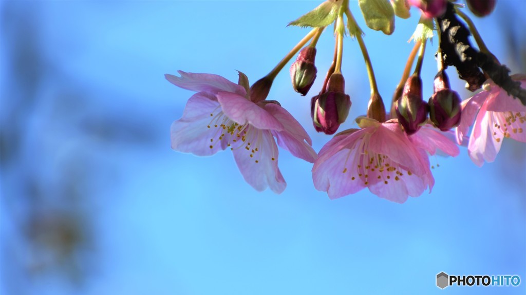 汐入、河津桜～Ⅱ