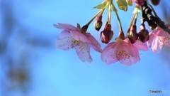 汐入、河津桜～Ⅱ