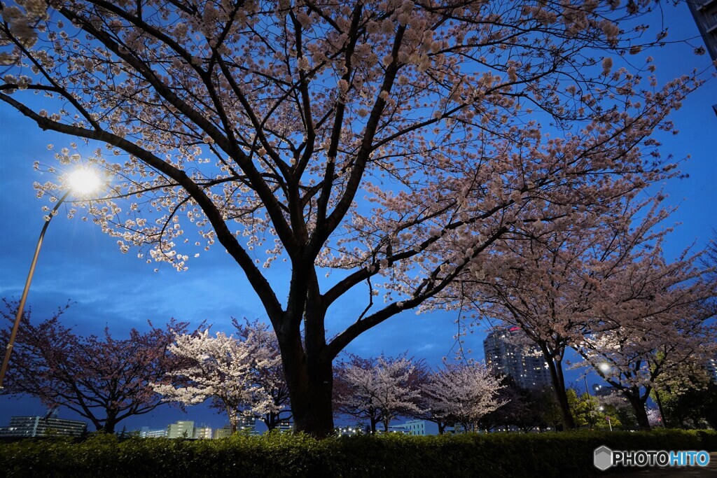 桜通り夜桜～ⅱ