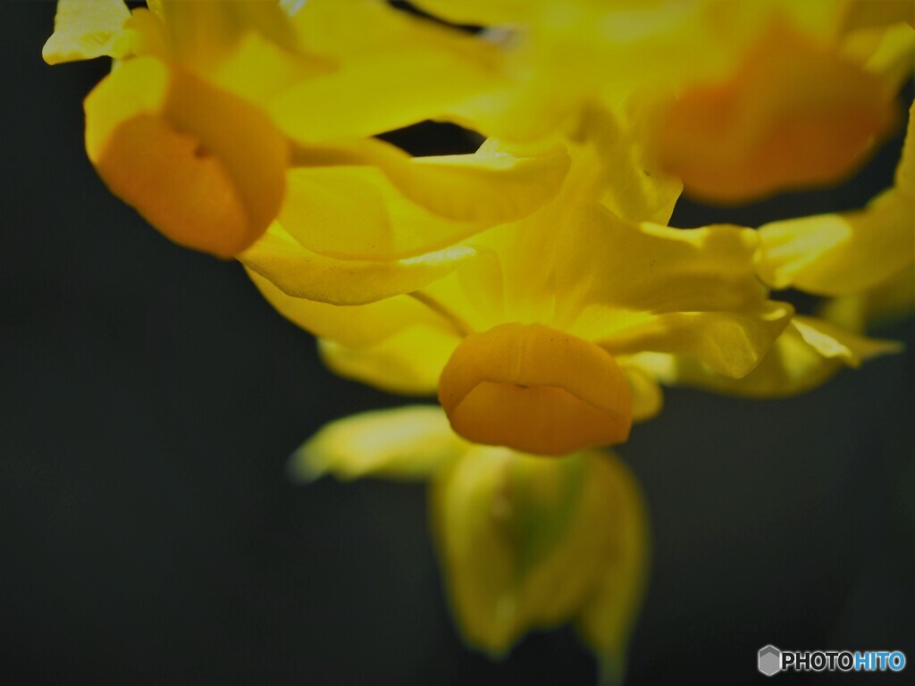 黄水仙