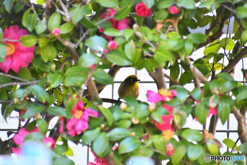 山茶花の窓