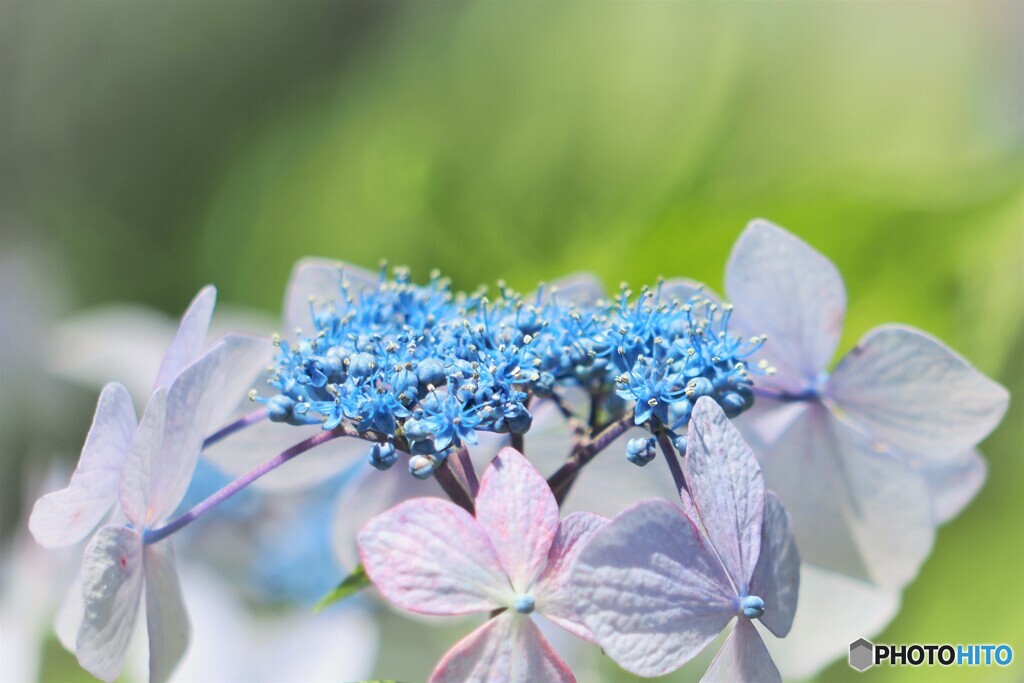 梅雨時の華～ⅱ