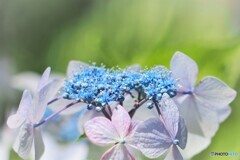 梅雨時の華～ⅱ