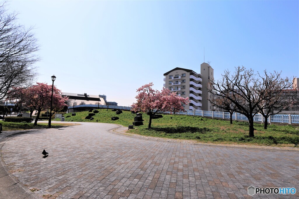 今年の汐入河津桜～ⅳ