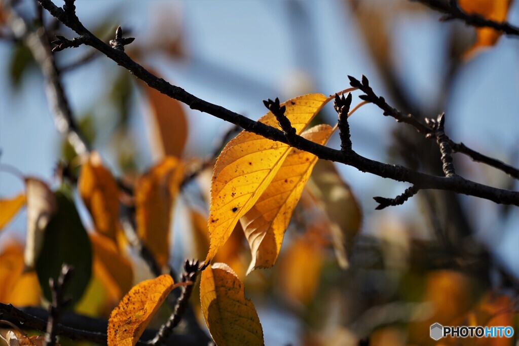 桜の紅葉～河津桜