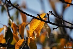 桜の紅葉～河津桜