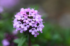 3年前の春の盛り－３