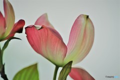 花見好き～、、、ⅱ