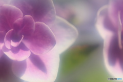 霞の紫陽花