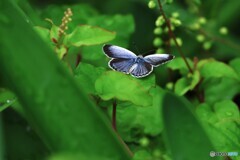 大和小灰蝶の翅