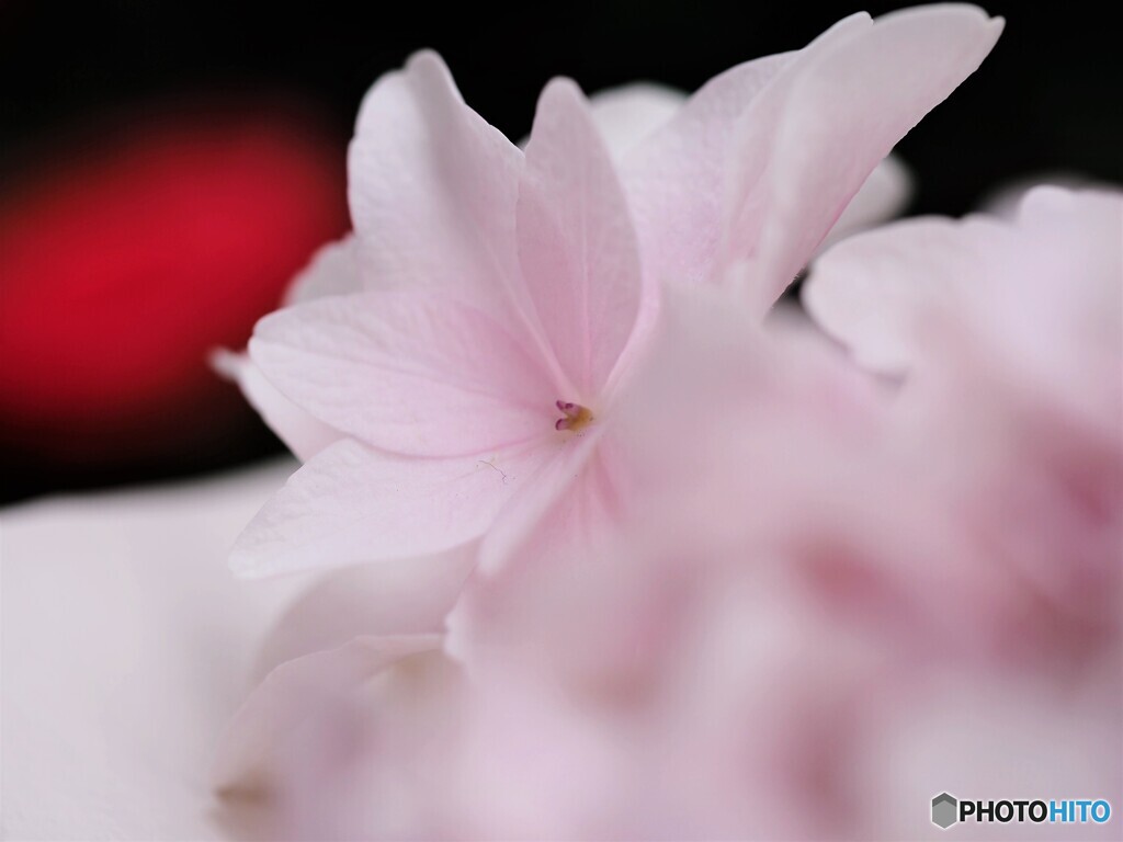 自粛花