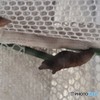 春を待つ。