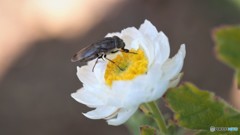 花簪に魅せられて、、、。