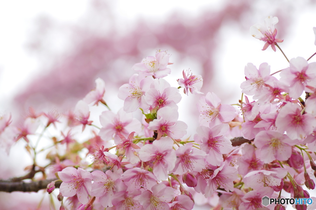 花總