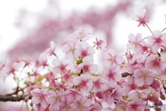 花總