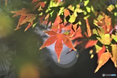 昨年のもみじ～①