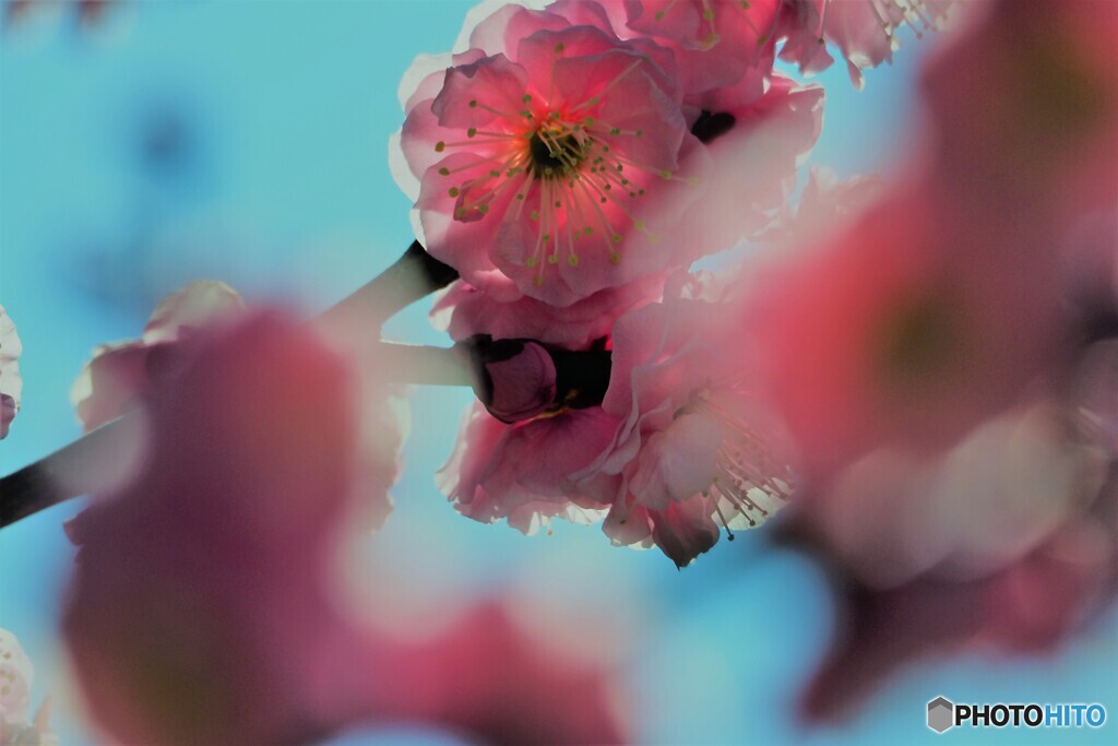 梅華～ⅱ