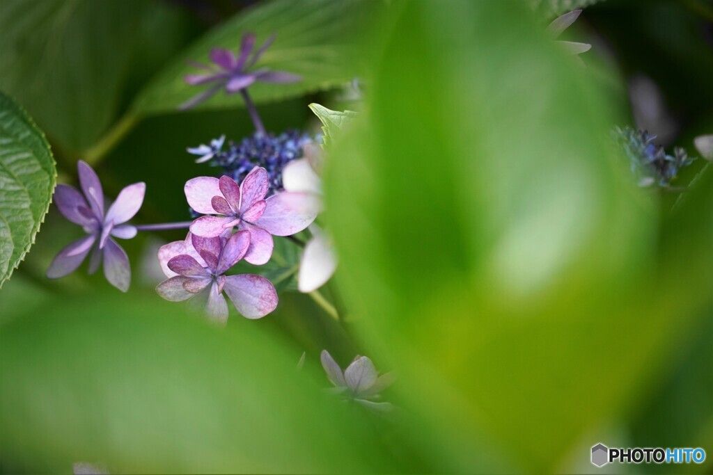 梅雨華～ⅱ
