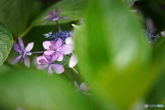 梅雨華～ⅱ