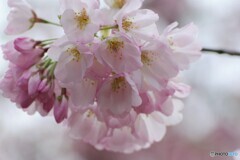 ２０２１桜前線～ⅲ