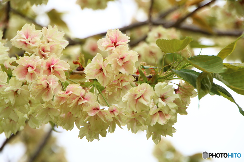 鬱金桜咲くラ～、、、ⅳ