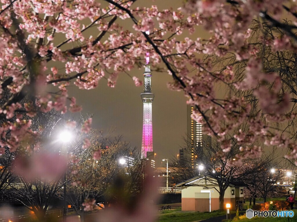 オオカンザクラ夜桜～ⅶ