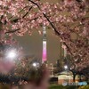 オオカンザクラ夜桜～ⅶ