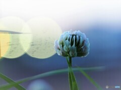 黄昏時の白詰め草～ⅰ