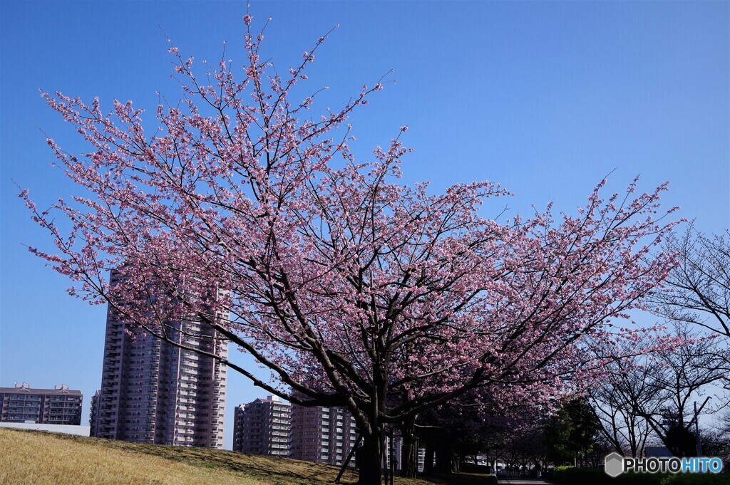 桜便り～ⅻ