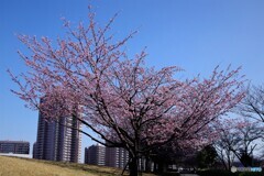 桜便り～ⅻ