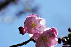桜便り～xxviii