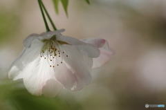 卯月桜ー江戸彼岸ー３