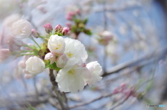 卯月桜ー白妙ー３