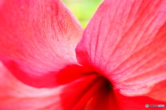 長月花ー６