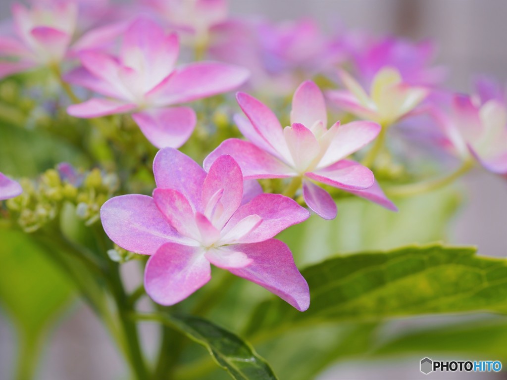 梅雨に咲く花～ⅰ