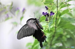 黒蝶の魅力～ⅳ