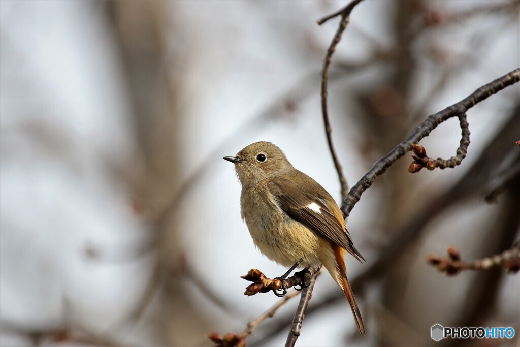 ２０１８の来客
