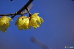 冬の青空