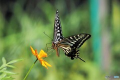 黄花にキッス