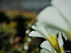 白いオキザリス