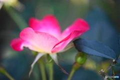 長月花ー13