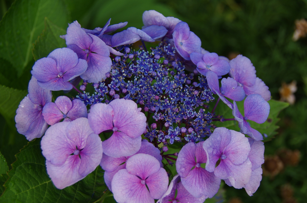 雨上がり紫陽花－２