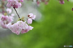 ２０２１桜前線～ⅴ