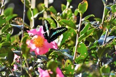 山茶花に青の閃光