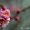 氏神様の梅の花～ⅰ