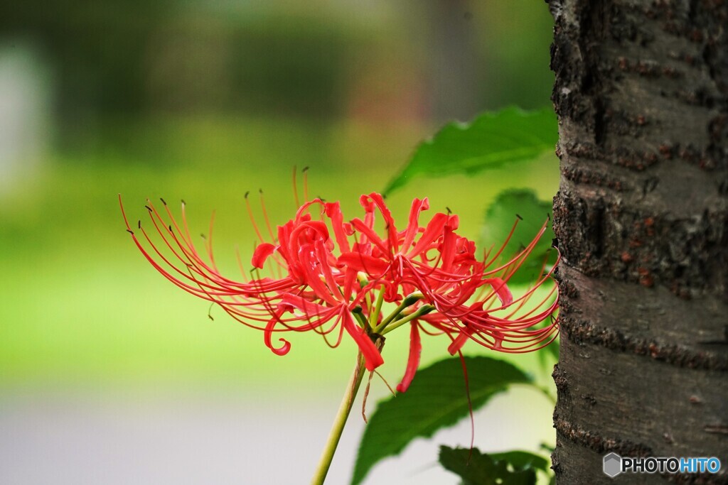 桜の樹の下で咲く